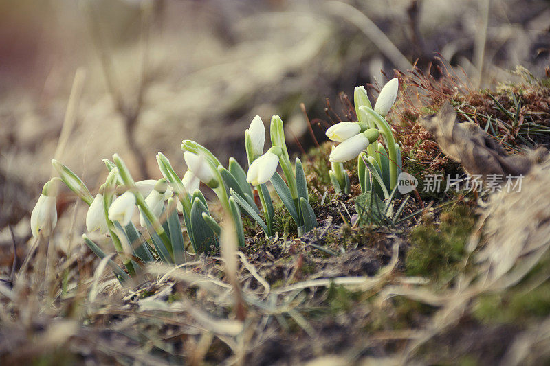 美丽的雪花莲。春天的第一个迹象。雪白的花朵呈钟形。