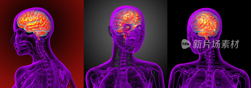 3d渲染的医学插图的大脑