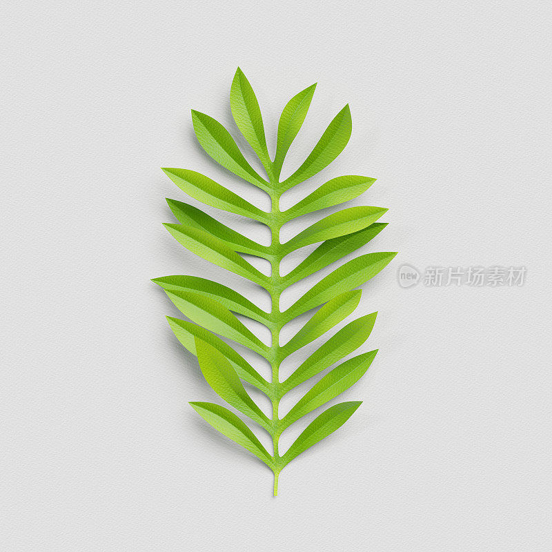 3d渲染，剪纸装饰，绿色棕榈叶，孤立的植物剪辑艺术元素