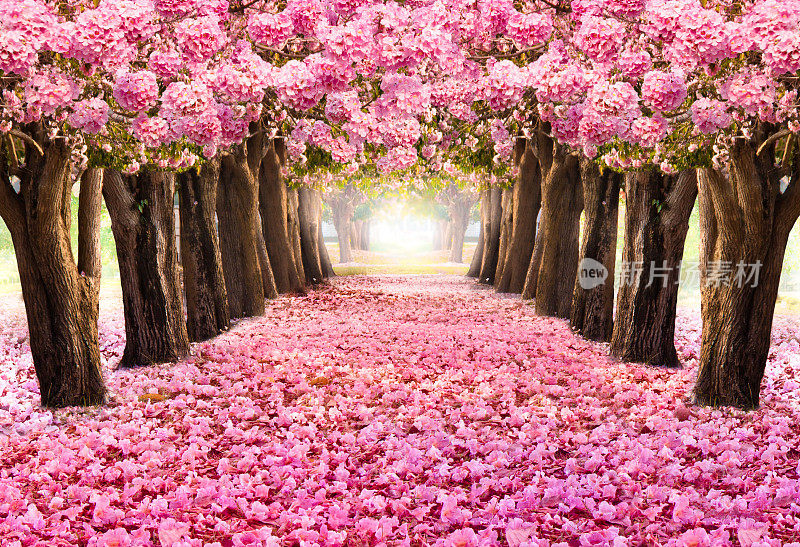 粉红色花树的浪漫隧道。花期在春夏季节。