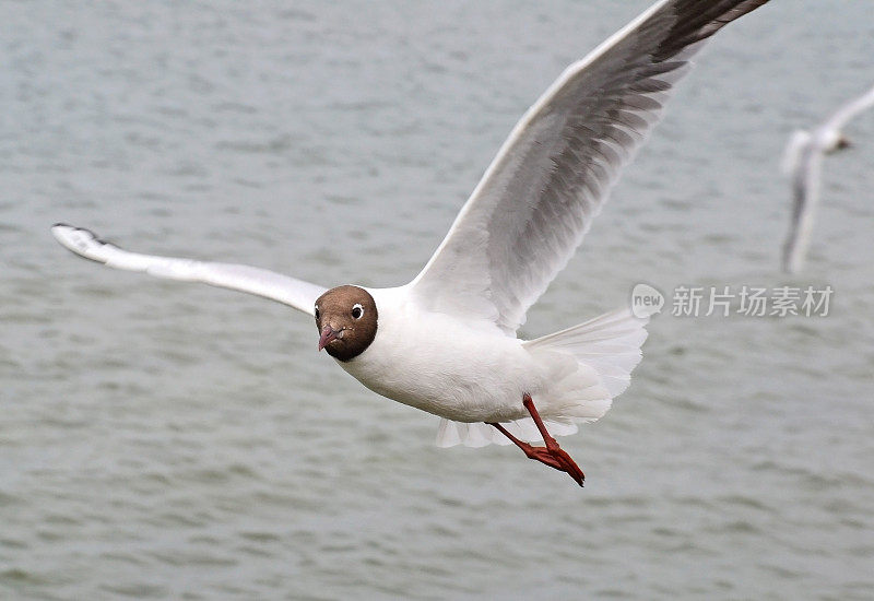 海鸥在海上的天空中飞翔