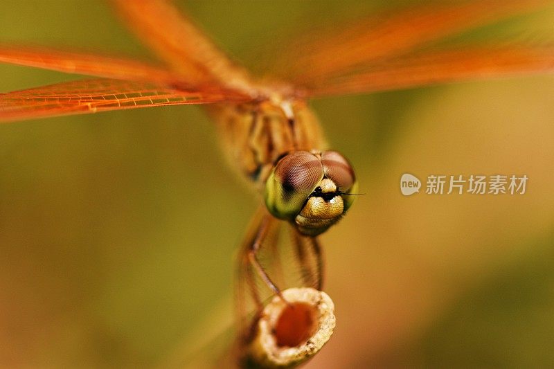 近景蜻蜓(复眼细节)在草叶尖端。