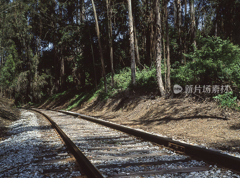 火车轨道和桉树林