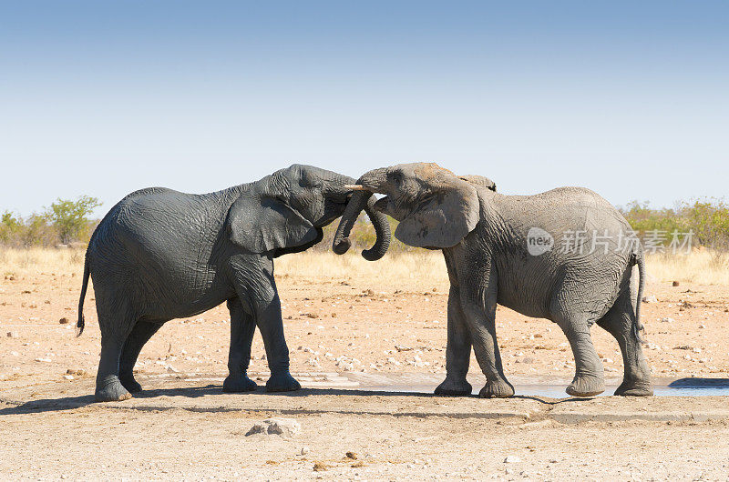 大象互相挑战