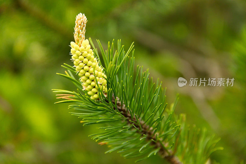 针叶植物-松树