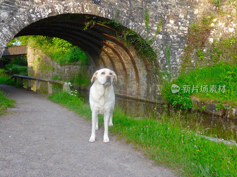 英国运河上的拉布拉多寻回犬