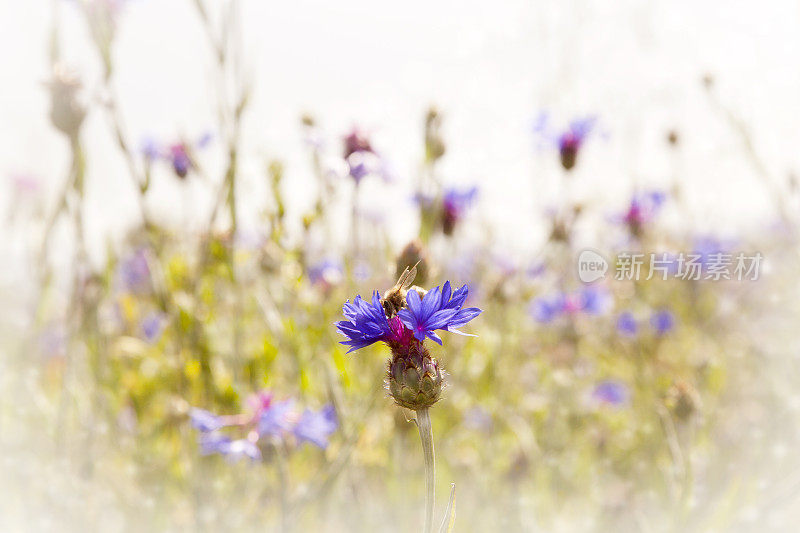 4、春天然紫花蜂，花圃花海