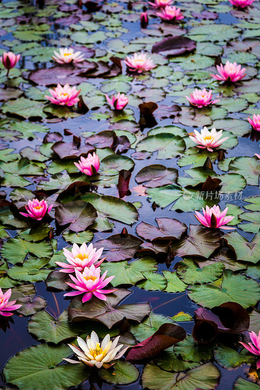 睡莲和睡莲叶子漂浮在池塘上