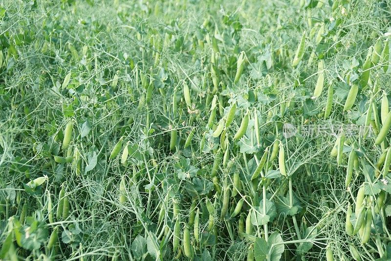 六月里，豌豆在地里种植