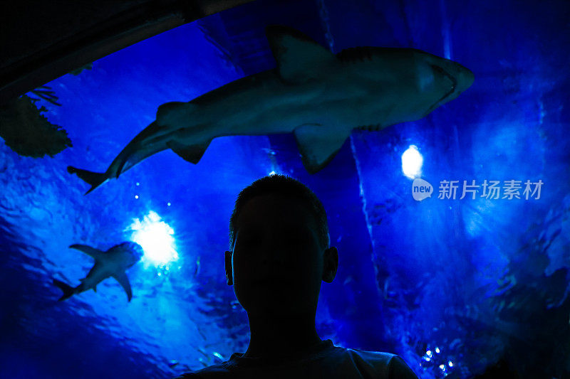 探索海洋世界，欣赏水族馆里的鲨鱼