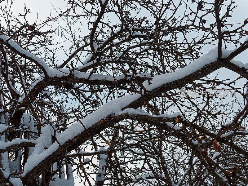 冬季苹果树的树枝