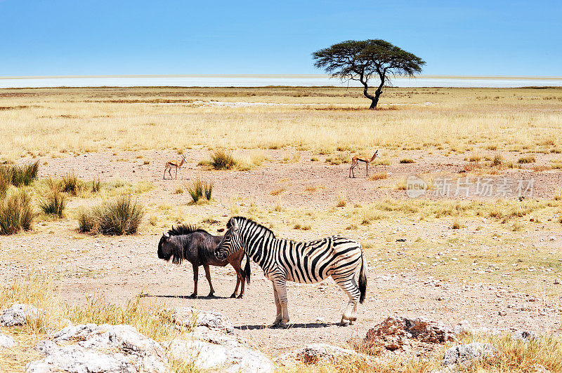 纳米比亚的埃托沙盐田前，草原上有斑马，角马，一些跳羚和一棵金合欢树