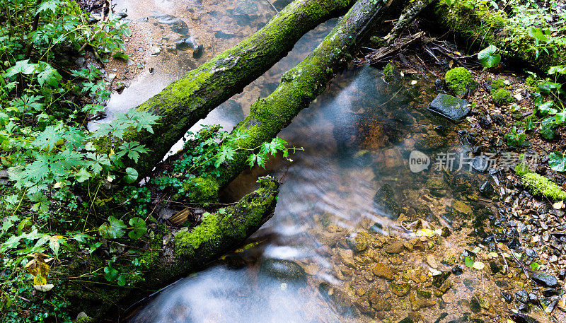 森林河上长满苔藓的木桥