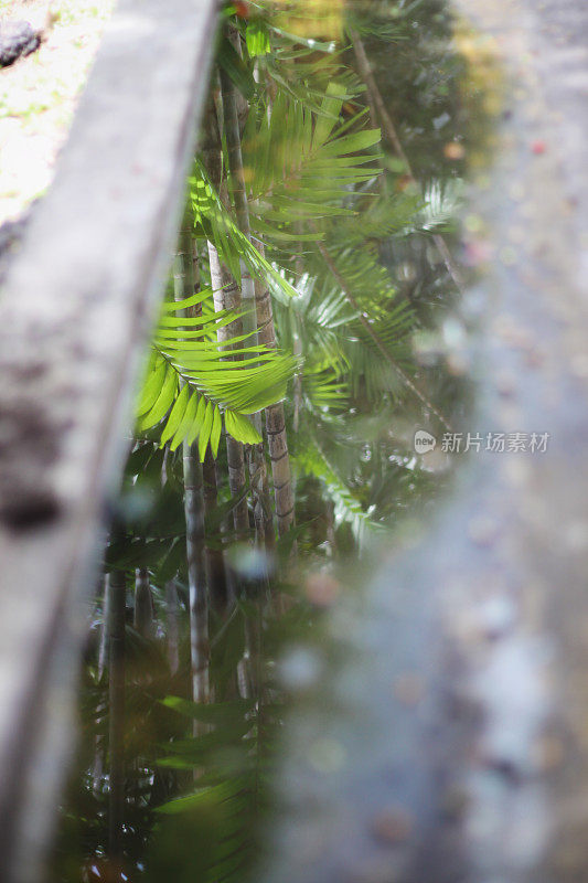 反映在水坑