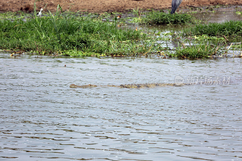 乌干达:尼罗河鳄鱼