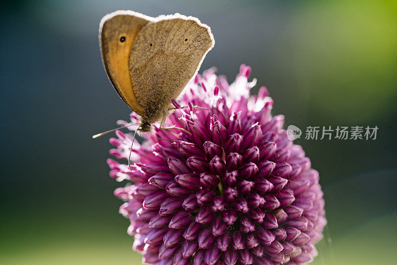 在吃葱头蒜的云状黄蝴蝶