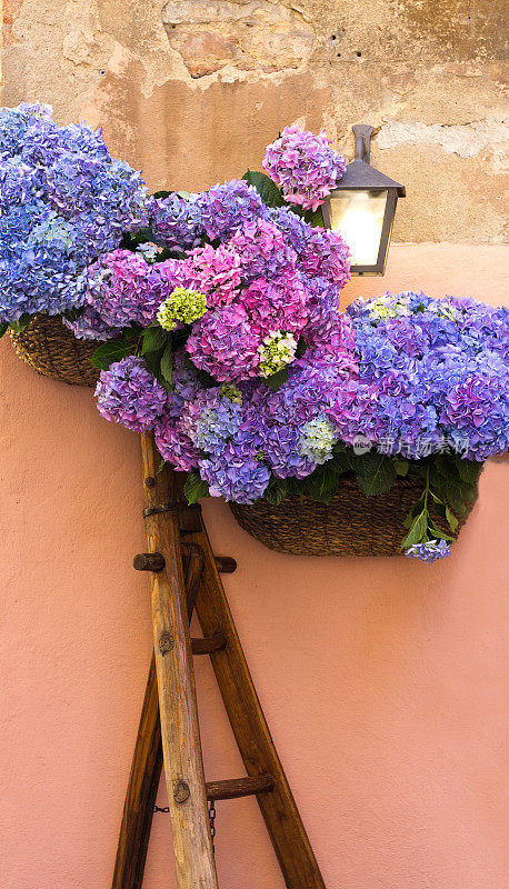 意大利托斯卡纳蒙特普恰诺:紫色绣球，粉色墙