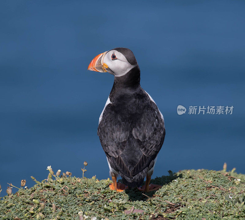 角嘴海雀