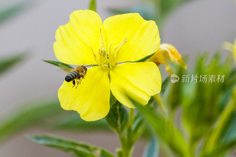 小蜜蜂和黄花