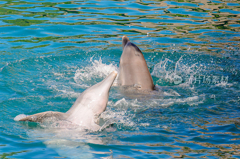 美丽的海豚耍把戏