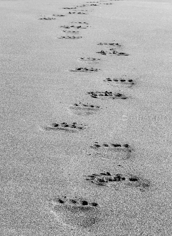 沙地上的熊爪印是黑白的