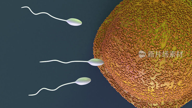 精子和卵细胞显微镜观察