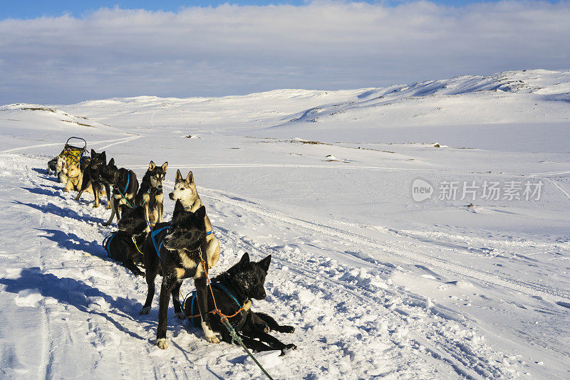 挪威哈当厄国家公园，拉完雪橇的狗狗们在雪地上休息