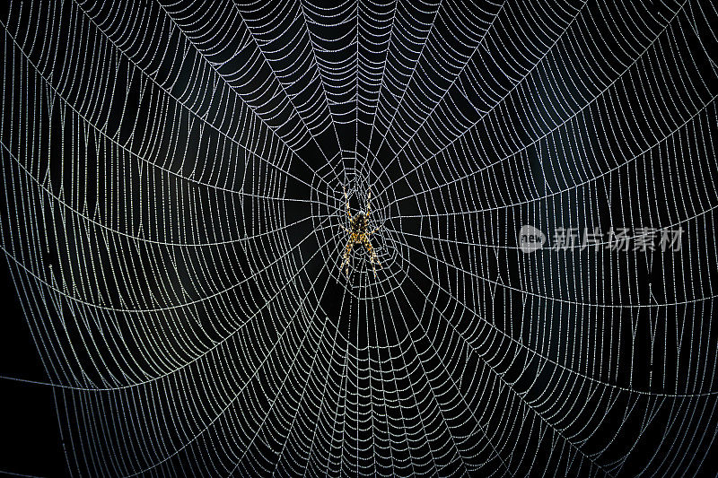 蜘蛛创造了它的网络