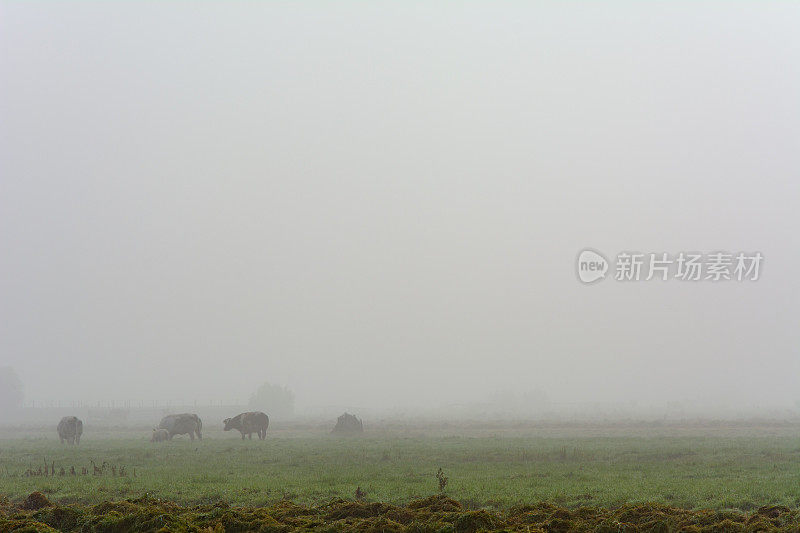 奶牛在雾气蒙蒙的草地上，后面是一堆堆潮湿的草