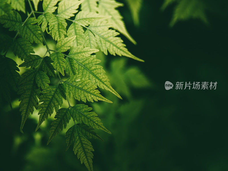 美丽的绿叶。俯视图