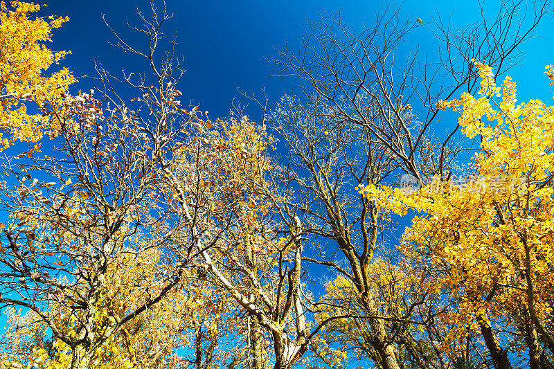 丰富多彩的秋天树顶