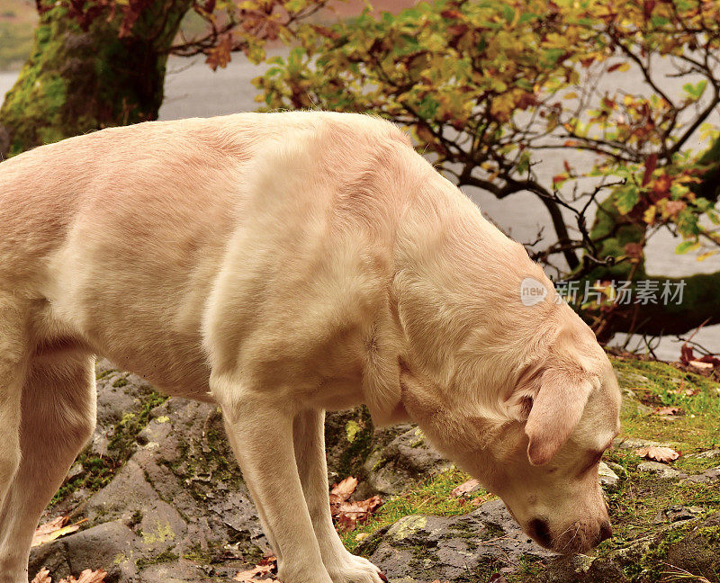 湖区的拉布拉多寻回犬