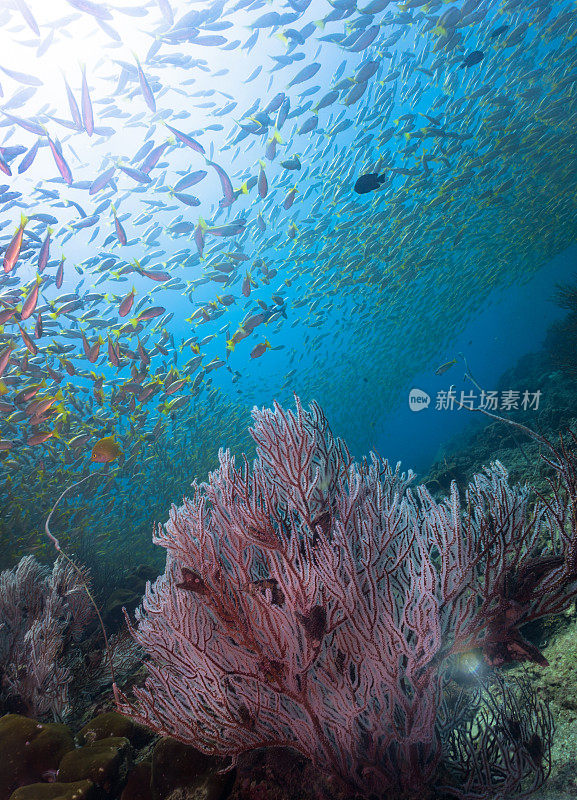 水下健康的柳珊瑚珊瑚礁热带鱼群(卢加努斯卢加努斯)鱼