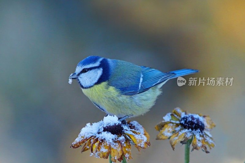 冬蓝山雀