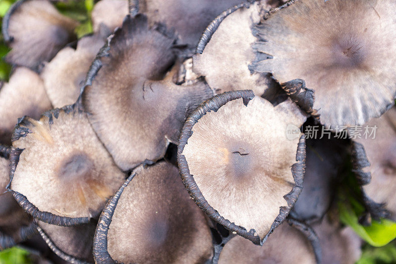 白顶菇，俗称墨帽菇或墨帽菇。