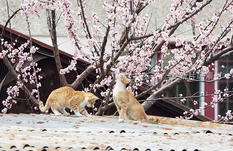 春天屋顶上的两只猫