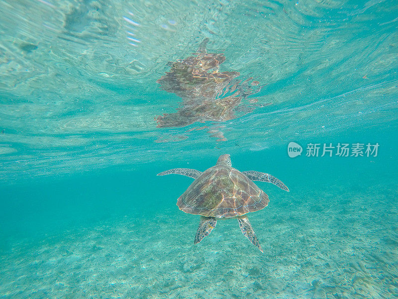 水下拍摄的绿海龟游泳