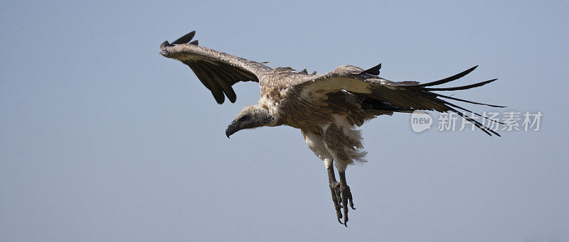 飞行中的非洲白背秃鹫