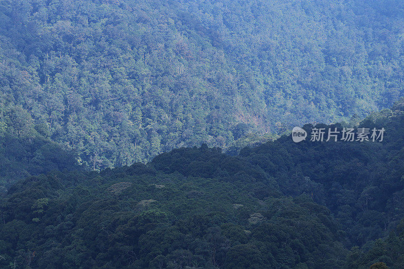 热带雨林