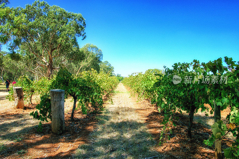 来自南澳大利亚巴罗萨山谷的葡萄园