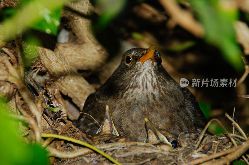 黑鸟坐在巢上