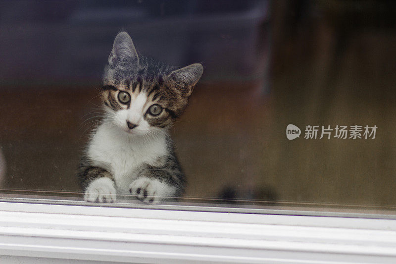 可爱的小猫看着窗外