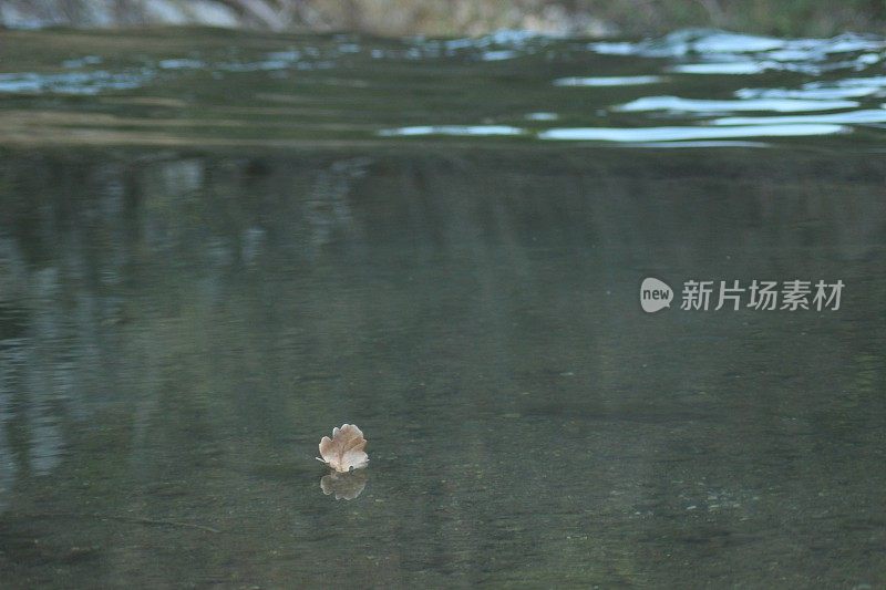 水面上森林树叶的倒影