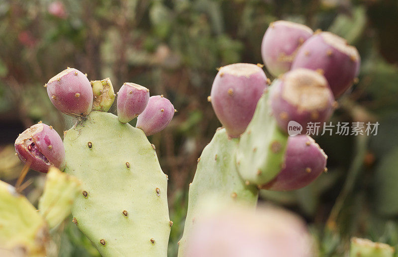 植物上的金枪鱼果实