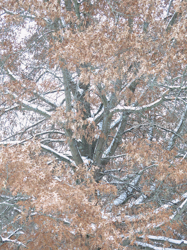 树叶上的雪，秋天的暴风雪，背景