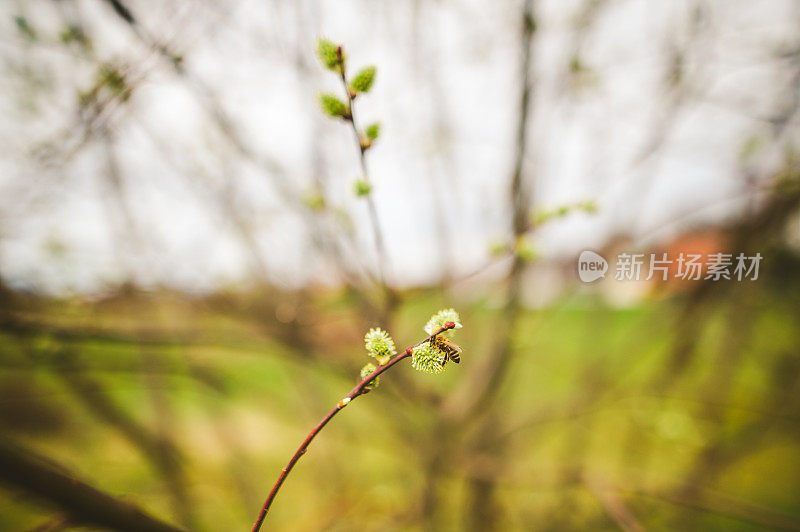 蜜蜂在杨柳的Сatkins上