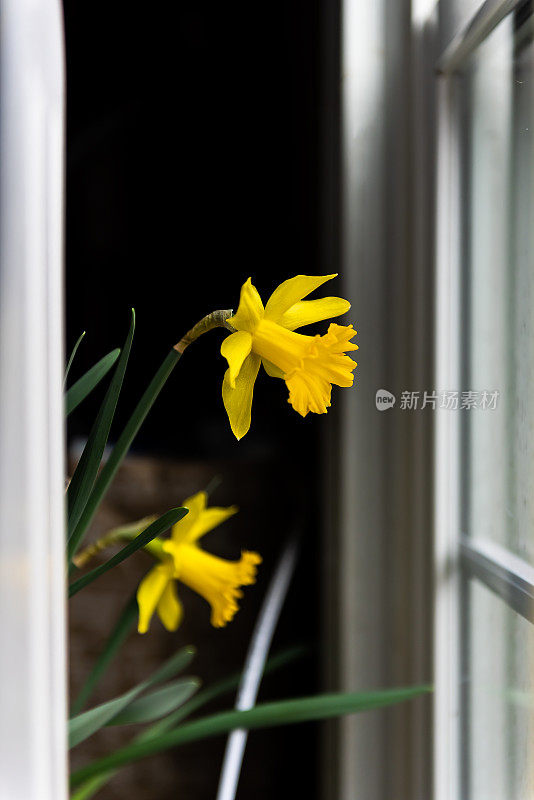 两黄水仙花剪影在室内房子的窗户看外面的阳光在春天