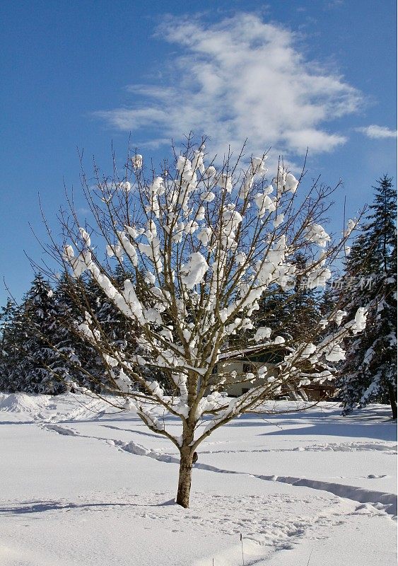 一棵小树上留下了一簇簇的雪