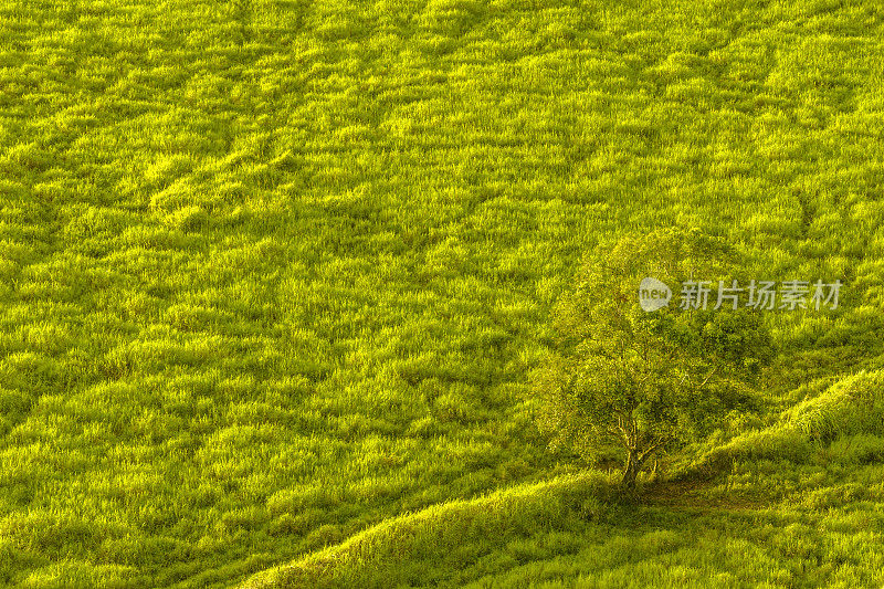 夏威夷考艾岛