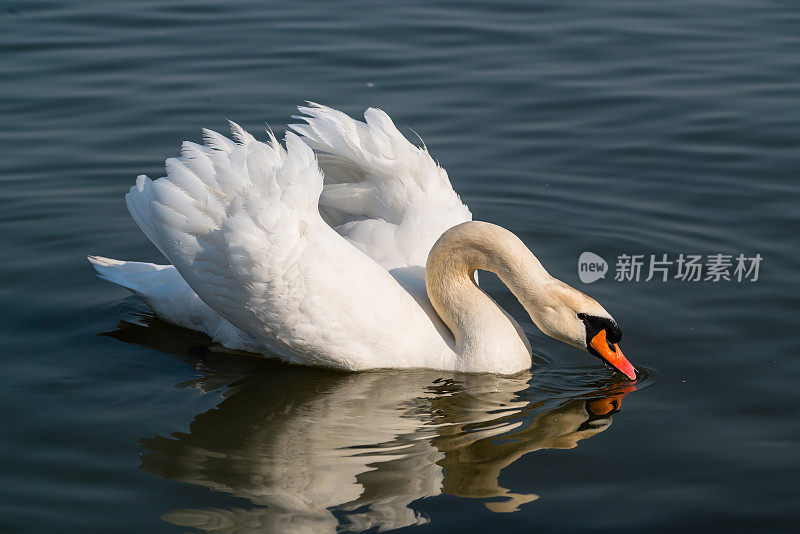 塞尔维亚贝尔格莱德多瑙河岸边的天鹅